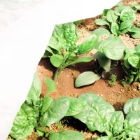 Folie microporoasă agril Agreen 77506 White photo 6