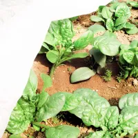 Folie microporoasă agril Agreen 77509 White photo 6