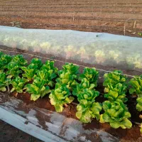 Folie microporoasă agril Agreen 77516 White photo 4