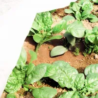 Folie microporoasă agril Agreen 77516 White photo 6