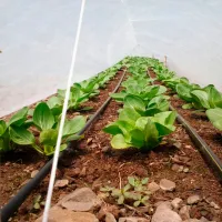 Агроволокно Agreen 77605 Белый photo 2