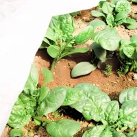 Агроволокно Agreen 77605 Белый photo 5