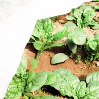 Folie microporoasă agril Agreen 77608 White photo 5