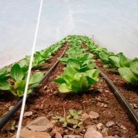 Агроволокно Agreen 77607 Белый photo 2