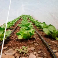Агроволокно Agreen 77609 Белый photo 2