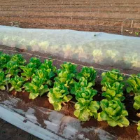 Агроволокно Agreen 77609 Белый photo 3