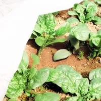 Агроволокно Agreen 77645 Белый photo 5