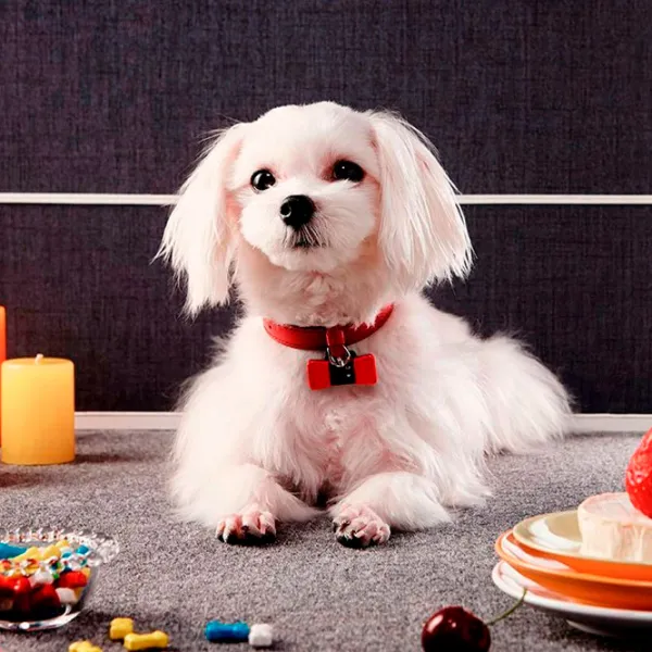Трекер Tractive Petfit Wepetfit Красный photo 3 Трекер Tractive Petfit Wepetfit Красный photo 3
