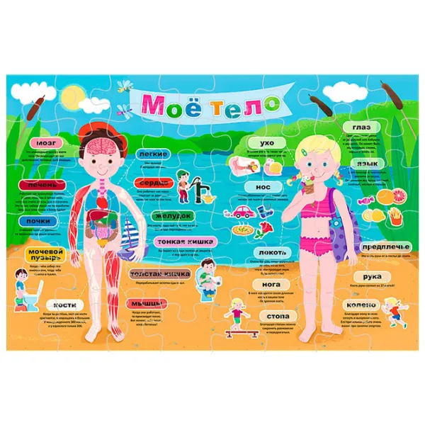 Puzzle 2D Trefl My body RU 4+/ Numărul de piese: 40 photo 2