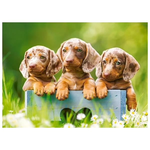 Puzzle 2D Castorland Cute Dachshunds 6+/ Numărul de piese: 100 photo 2