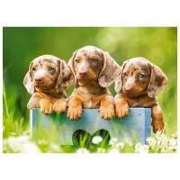 Puzzle 2D Castorland Cute Dachshunds 6+/ Numărul de piese: 100 photo 2