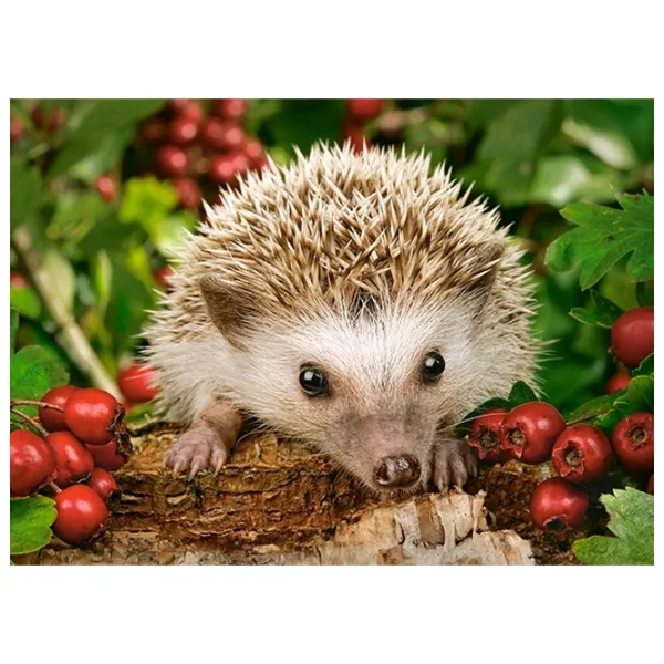 Puzzle 2D Castorland Hedgehog With Berries 6+/ Numărul de piese: 100 photo 2