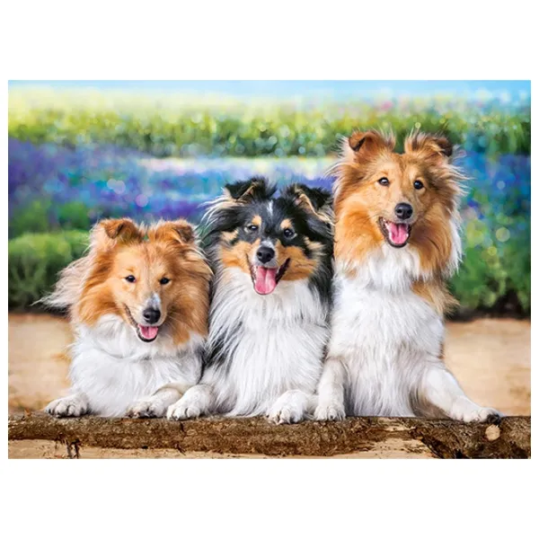 Puzzle 2D Castorland Shelties in the Lavender Garden 7+/ Numărul de piese: 200 photo 2