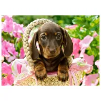 Puzzle 2D Castorland Cute Dachshund 8+/ Numărul de piese: 260 photo 2