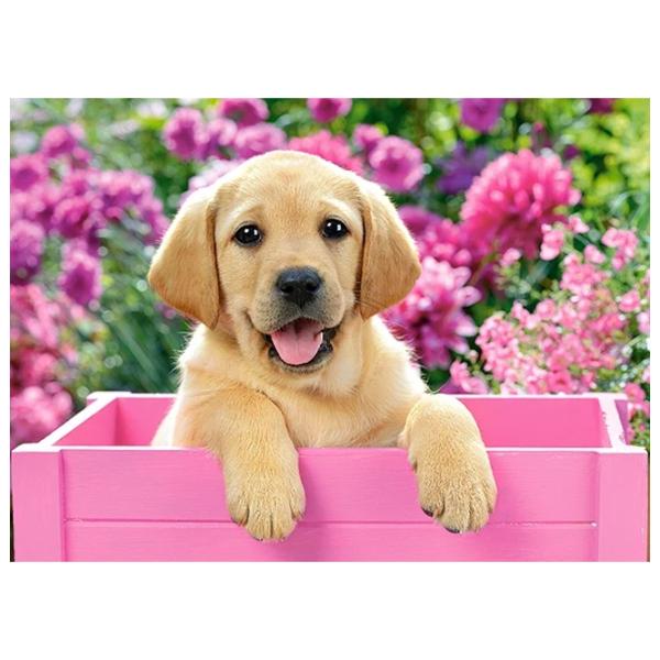 Puzzle 2D Castorland Labrador Puppy in Pink Box 8+/ Numărul de piese: 300 photo 2