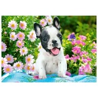 Puzzle 2D Castorland French Bulldog Puppy 9+/ Numărul de piese: 500 photo 2