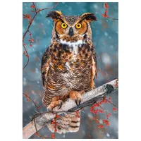 Puzzle 2D Castorland Great Horned Owl 9+/ Numărul de piese: 500 photo 2