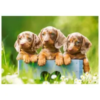 Puzzle 2D Castorland Cute Dachshunds 9+/ Numărul de piese: 500 photo 2
