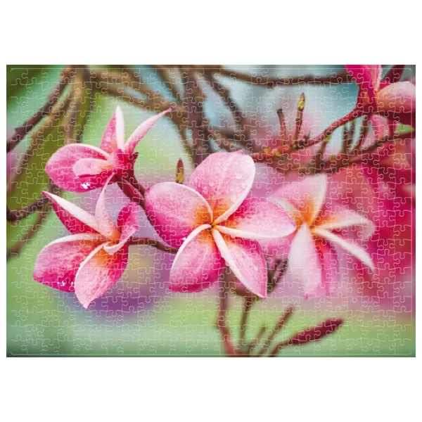 Puzzle 2D Noriel Frangipani 5+/ Numărul de piese: 500 photo 2