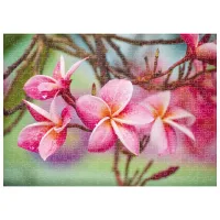 Пазл 2D Noriel Frangipani 5+/ Количество деталей: 500 photo 2
