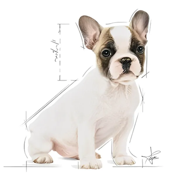 Hrană pentru câini uscată Royal Canin French Bulldog Puppy 27824-001 3 kg/ Pasăre photo 3