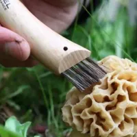 Нож Opinel Mushroom Nr. 8 Oak для грибов/ Sandvik 12C27 photo 6