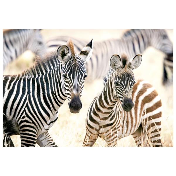 Puzzle 2D Castorland 1000 Young Zebras 9+/ Numărul de piese: 1000 photo 2