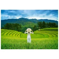 Puzzle 2D Castorland 1000 Rice Fields in Vietnam 9+/ Numărul de piese: 1000 photo 2