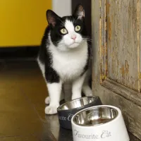 Миска для животных Beeztees My Favourite Cat Керамика photo 2