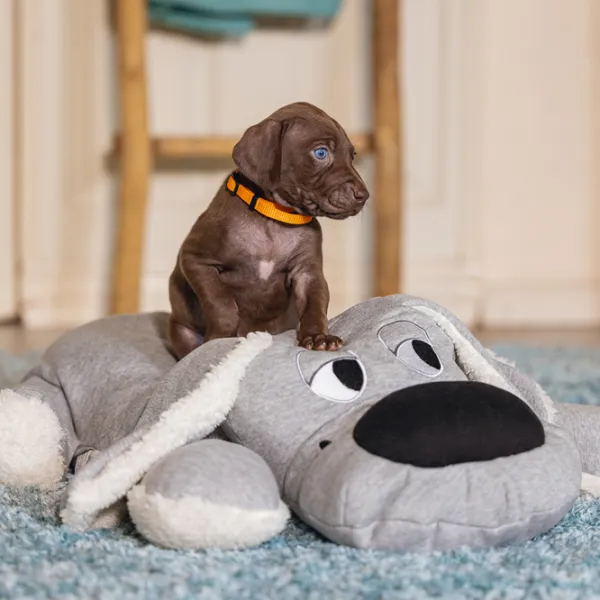 Плюшевая игрушка для собаки Beeztees XL Cuddle Boomba  photo 2 Плюшевая игрушка для собаки Beeztees XL Cuddle Boomba  photo 2