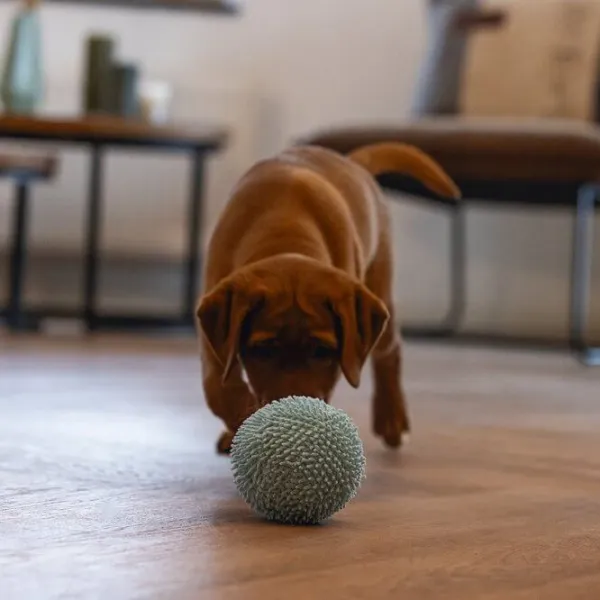 Minge pentru câine Beeztees Puppy Eco  photo 2 Minge pentru câine Beeztees Puppy Eco  photo 2