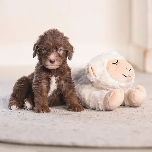 Jucărie de pluș pentru câine Beeztees Heartbeat Bowi  photo 2