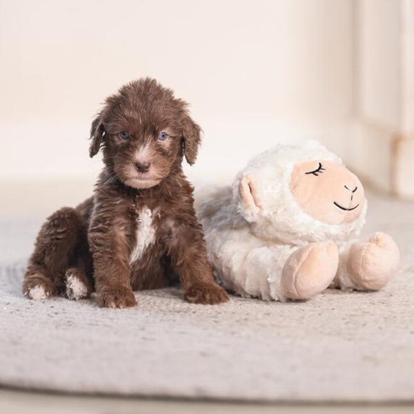 Jucărie de pluș pentru câine Beeztees Heartbeat Bowi  photo 2