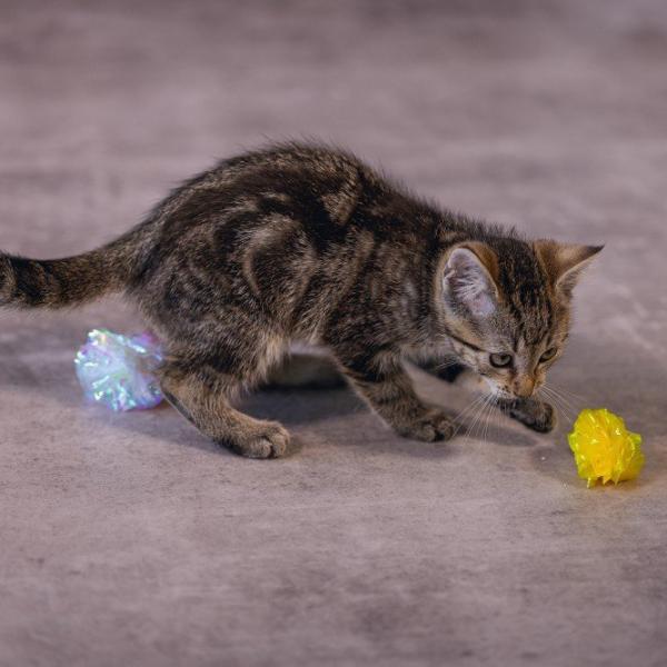 Minge pentru pisici Beeztees Crinkle Balls EVY  photo 2