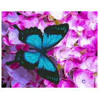 Картина по номерам BrushMe Бабочка на цветах GZS1132 50 x 40 см/ Горизонтальная