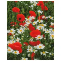 Pictură pe numere Strateg Mac și margarete HX423 40 x 30 cm/ Verticală