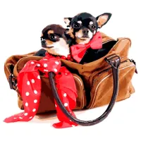 Картина по номерам Strateg Маленький той терьер VA-2676 50 x 40 км/ Горизонтальная