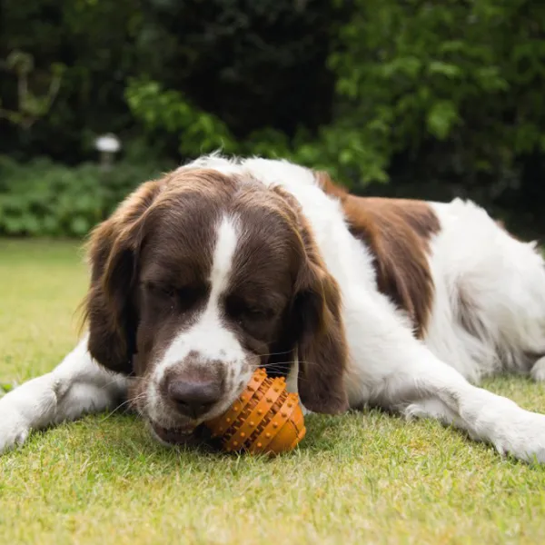 Jucărie de mestecat pentru câine Beeztees Sumo Play Dental M  photo 2