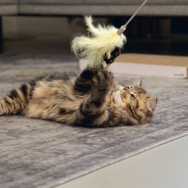 Удочка с перьями для кошек Beeztees Orry  photo 2