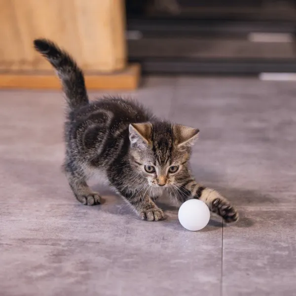 Мяч для кошек Beeztees Ping Pong  photo 2