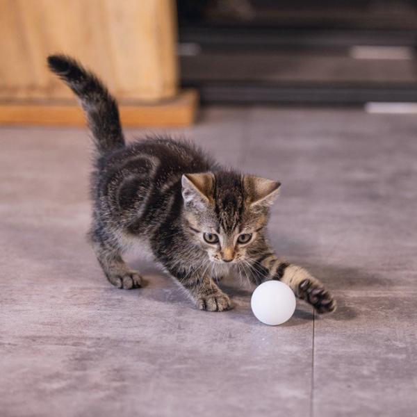 Мяч для кошек Beeztees Ping Pong  photo 2