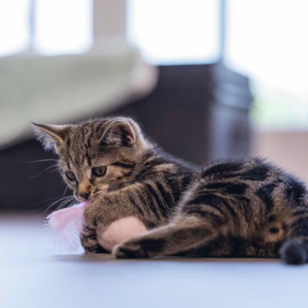 Мяч для кошек Beeztees Rizo  photo 2 Мяч для кошек Beeztees Rizo  photo 2