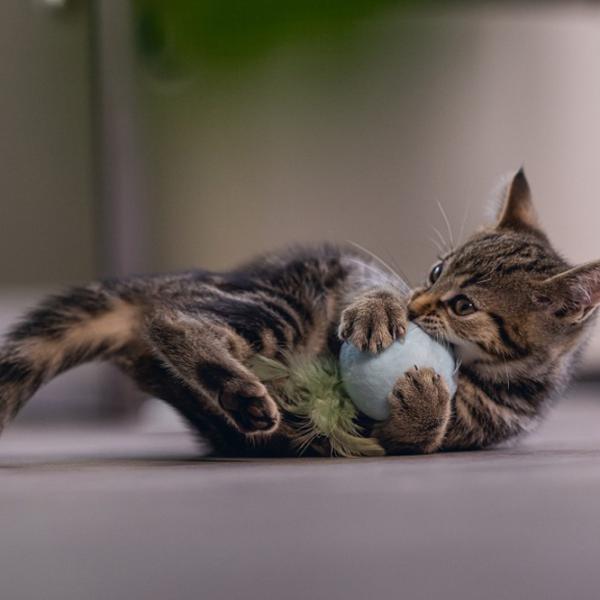 Мяч для кошек Beeztees Rizo  photo 2 Мяч для кошек Beeztees Rizo  photo 2