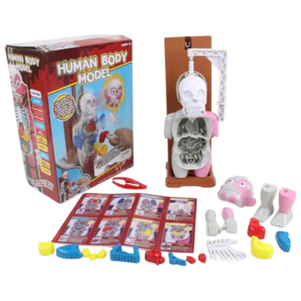 Joc educativ Richi Tichi The human body 3+/ Dezvoltare photo 1