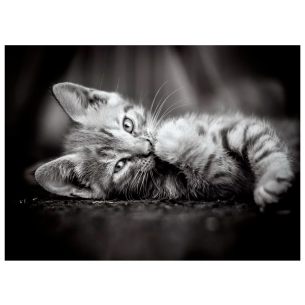 Puzzle Clementoni Kitty 10+/ Numărul de piese: 1000 photo 1