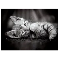 Puzzle Clementoni Kitty 10+/ Numărul de piese: 1000