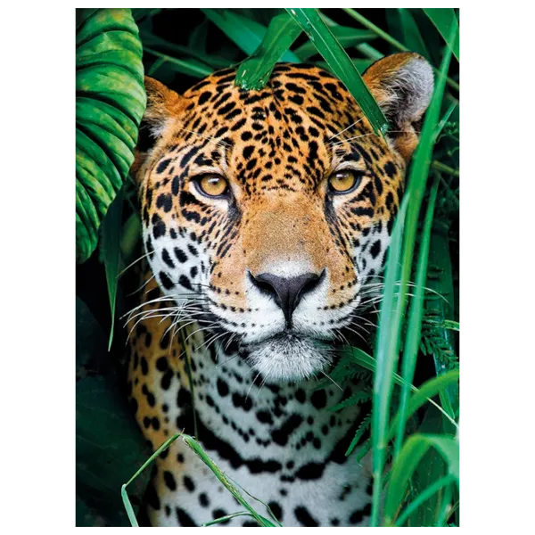 Puzzle Clementoni JAGUAR 9+/ Numărul de piese: 500 photo 1