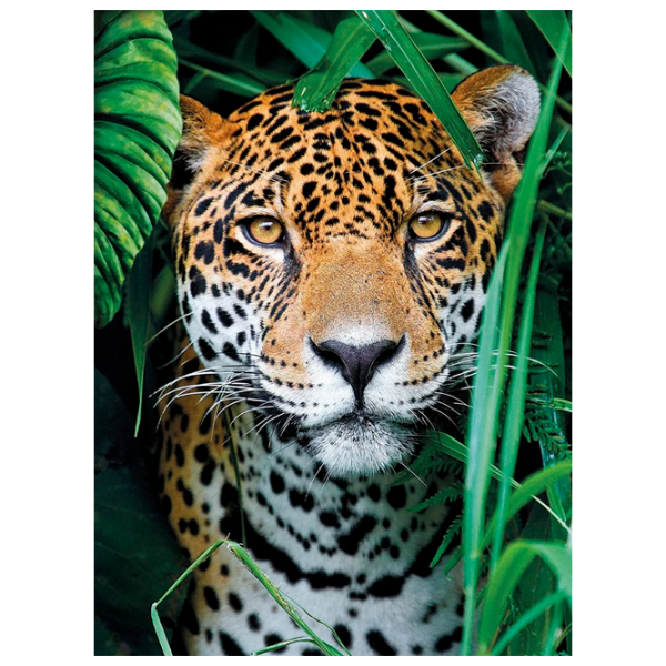 Puzzle Clementoni JAGUAR 9+/ Numărul de piese: 500 photo 1