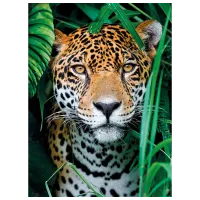 Puzzle Clementoni JAGUAR 9+/ Numărul de piese: 500