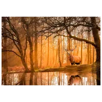 Puzzle Clementoni The Forest 9+/ Numărul de piese: 500